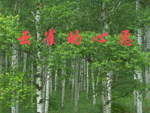 《云雀的心愿》PPT课件