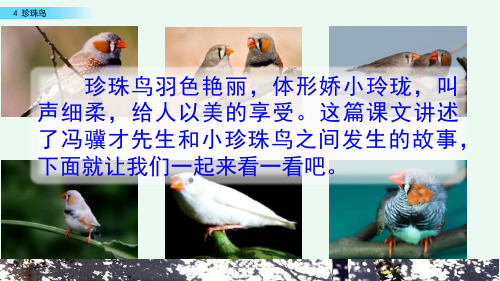 部编语文五年级上册4 珍珠鸟