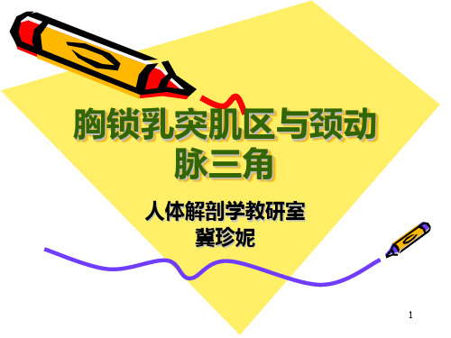 解剖之颈动脉三角胸锁乳突肌 PPT课件