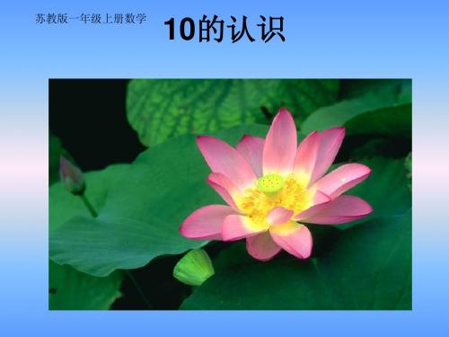 苏教版数学一上《10的认识》 课件