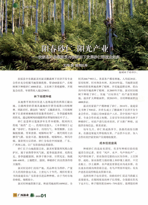 阳春砂仁 阳光产业--扶绥县中东镇新灵村桉树林下发展砂仁种植业纪实