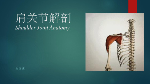 肩关节解剖
