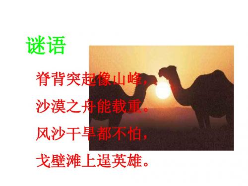 16找骆驼课件.ppt