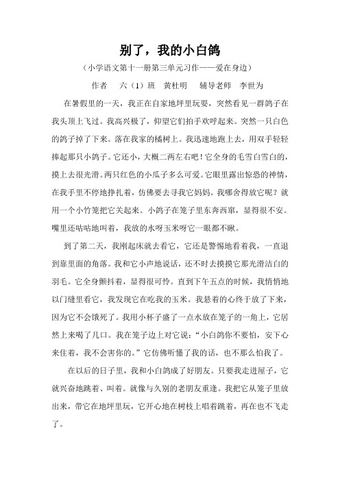 别了我的小白鸽