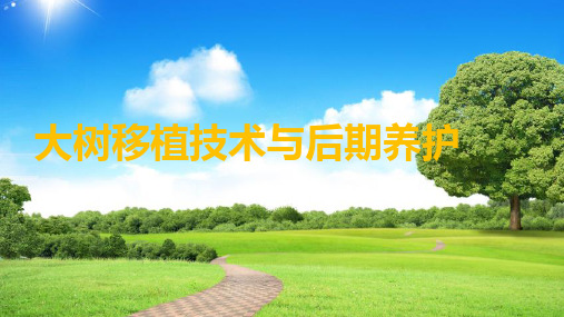 大树移植技术与后期养护ppt