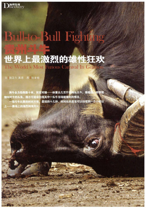 贵州斗牛 世界上最激烈的雄性狂欢