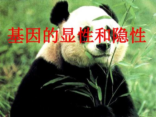 基因的显性和隐性PPT课件2 人教版