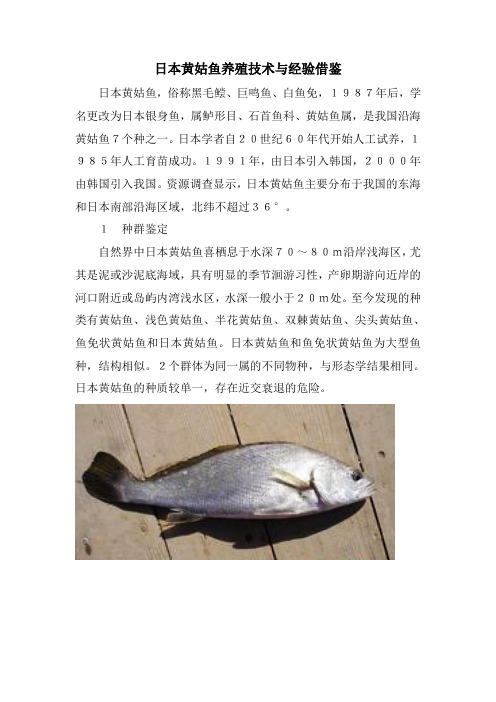 日本黄姑鱼养殖技术与经验借鉴