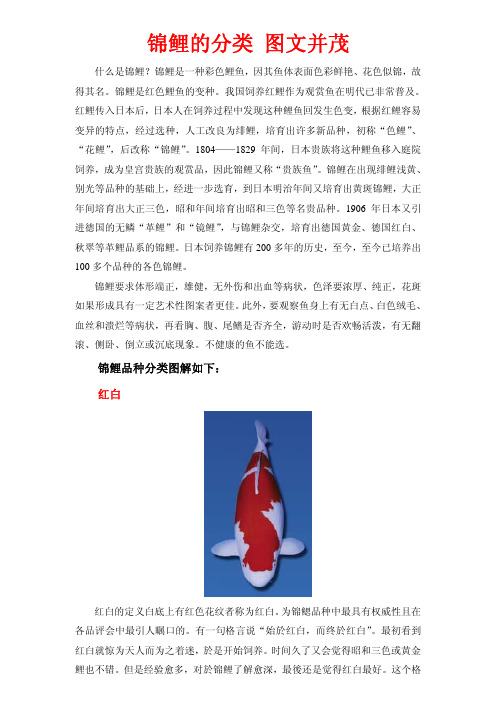 锦鲤的分类 图文并茂