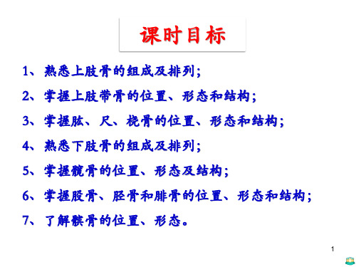 四肢骨PPT课件