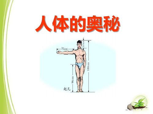 《人体的奥秘》PPT课件2