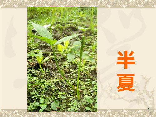 天南星科—半夏PPT课件