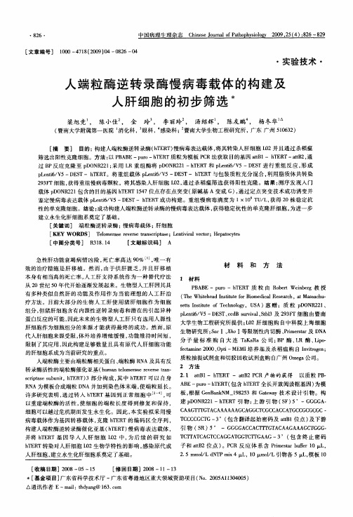 人端粒酶逆转录酶慢病毒载体的构建及人肝细胞的初步筛选