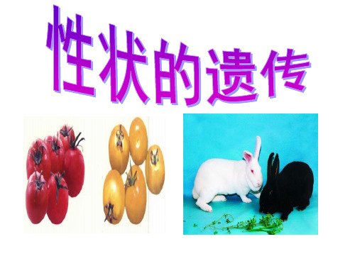 性状的遗传