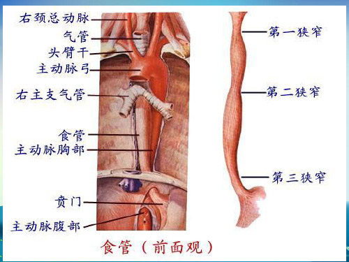 食管癌三切口根治术的护理课件