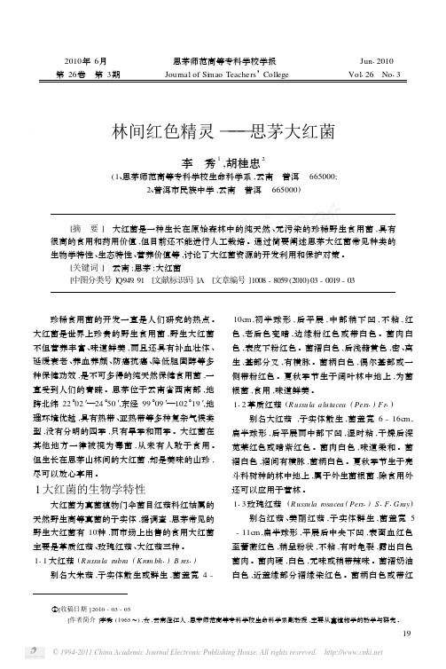 林间红色精灵_思茅大红菌