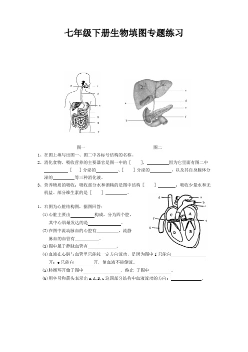 七年级下册生物填图专题练习
