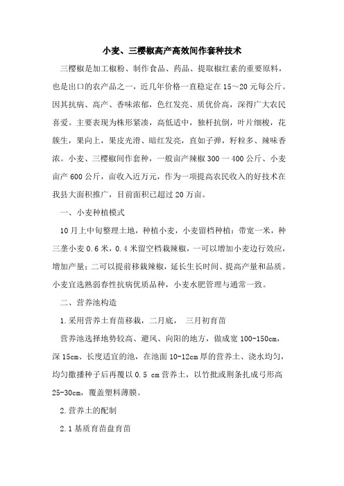 小麦、三樱椒高产高效间作套种技术