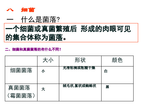 细菌 初中生物人教版八年级上册课件