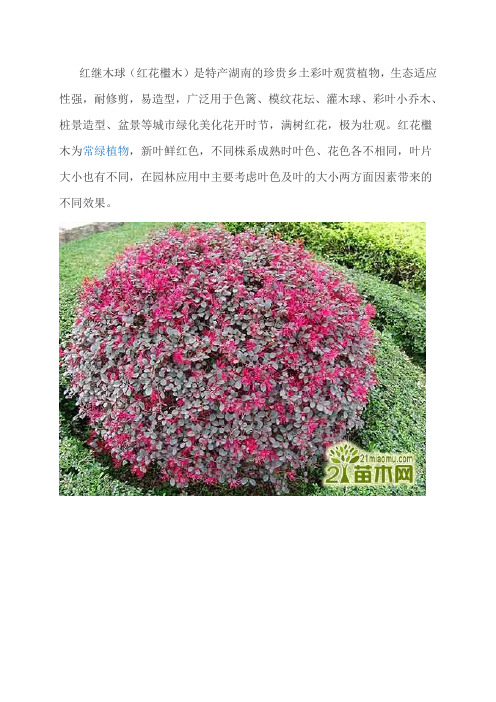 绿化植物介绍