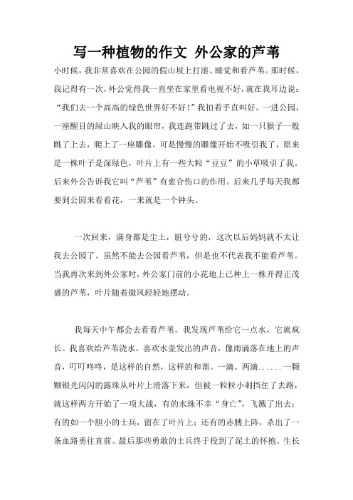 写一种植物的作文 外公家的芦苇