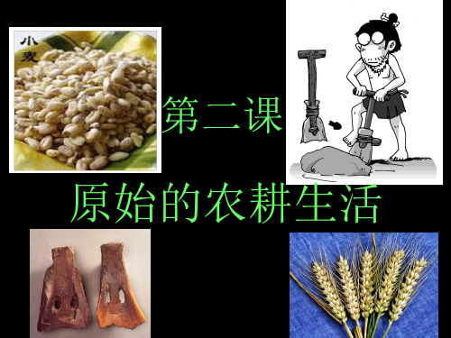 第二课原始的农耕生活.ppt