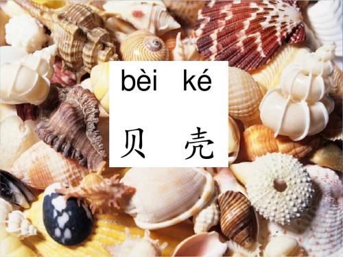 1.拾贝壳教学课件PPT