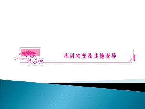 2011年高三生物一轮复习精品课件：必修二5-1 基因突变和基因重组