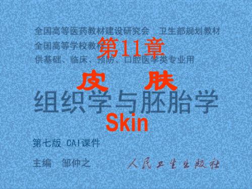 人面部皮肤结构图详解.