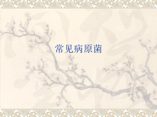 常见病原菌PPT课件