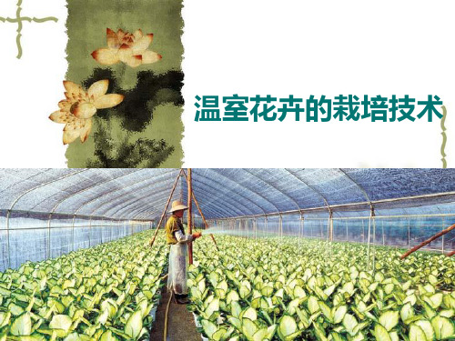温室花卉的栽培精选课件PPT