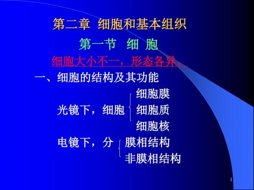 2.细胞与基本组织