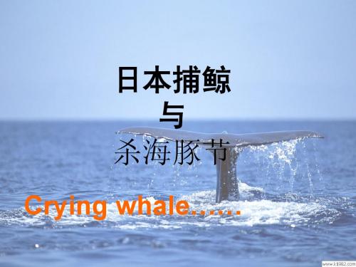 日本捕鲸与杀海豚节