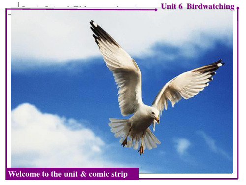 牛津译林版八年级英语上册Unit 6 Bird watching welcome to the unit 公开课课件
