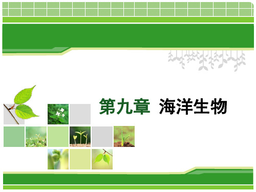 第九章 海洋生物