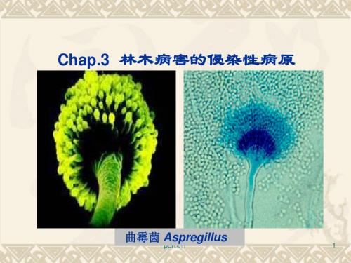 林木病害的侵染性病原  ppt课件