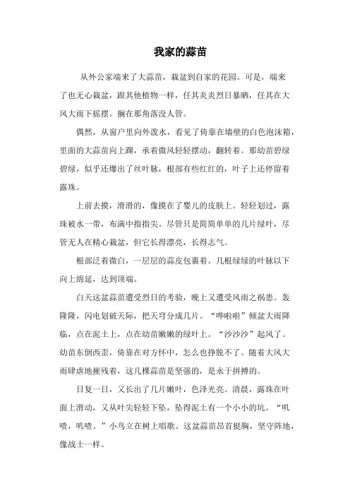 我家的蒜苗