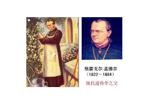 孟德尔人物生平简介ppt