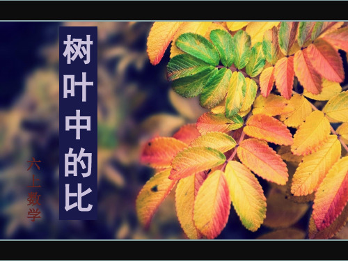 六年级上册数学课件3.9树叶中的比 ｜苏教版(秋) (共21张PPT)