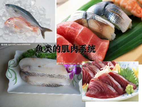 3.鱼类的肌肉与骨骼