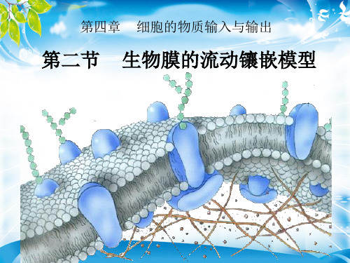 人教生物必修1第4章第2节生物膜的流动镶嵌模型(共16张PPT)(最新版推荐下载)