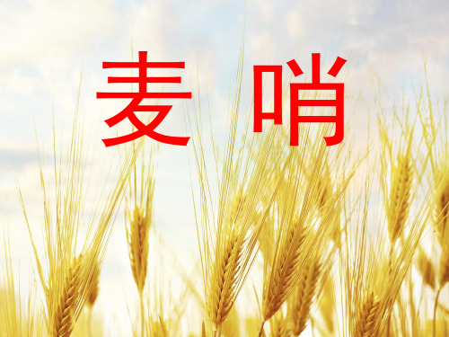 24 麦哨1PPT课件