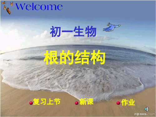 根的结构PPT教学课件