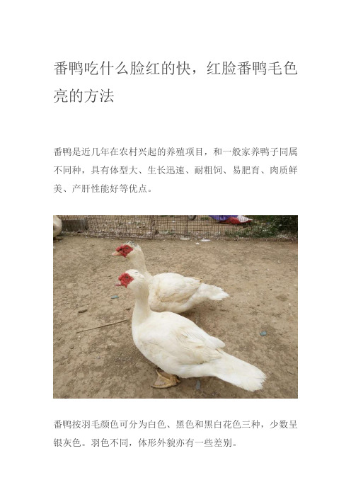番鸭吃什么脸红的快,红脸番鸭毛色亮的方法