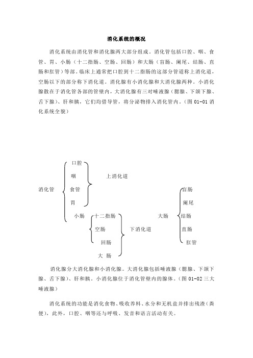 消化系统概况 - 人体解剖学