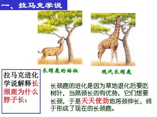 上海高中生物高考会考达尔文进化理论-文档资料