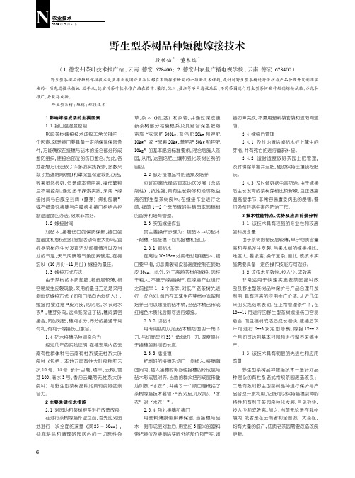 野生型茶树品种短穗嫁接技术