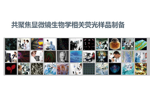激光共聚焦显微镜样品制备