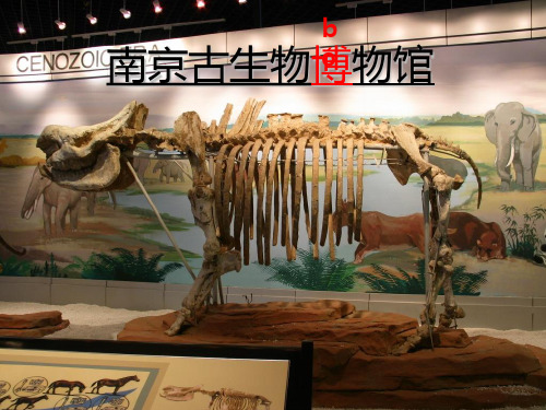 小学二年级语文活化石PPT课件