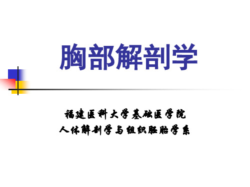 胸部解剖学课件：胸壁